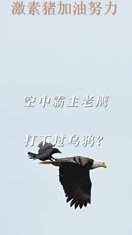 老鹰防线告急外界质疑声迅速升高 老鹰防线告急外界质疑声迅速升高
